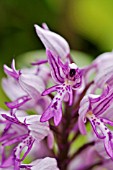 ORCHIS MILITARIS  MILITARY ORCHID