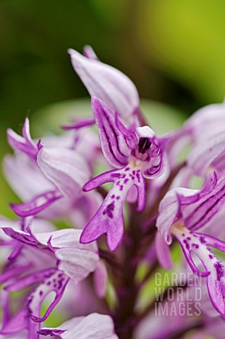ORCHIS_MILITARIS__MILITARY_ORCHID