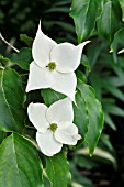 CORNUS KOUSA MILKY WAY