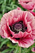 PAPAVER ORIENTALE  ORIENTAL POPPY