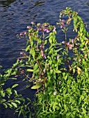 IMPATIENS GLANDULIFERA, HIMALAYAN BALSAM