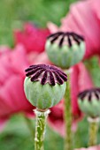 PAPAVER ORIENTALE  ORIENTAL POPPY