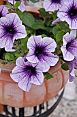 FLOWER TUB WITH PETUNIAS