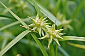 CAREX GRAYI  MACE SEDGE