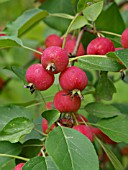 MALUS X GLORIOSA, CRAB