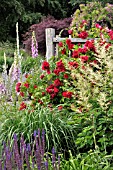 ROSA GRUSS AN HEIDELBERG, ARUNCUS, DIGITALIS PURPUREA