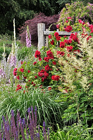 ROSA_GRUSS_AN_HEIDELBERG_ARUNCUS_DIGITALIS_PURPUREA