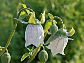 CODONOPSIS CLEMATIDEA, BONNET BELLFLOWER