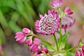 ASTRANTIA MAJOR RUBY CLOUD  GREAT MASTERWORT