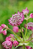 ASTRANTIA MAJOR RUBY CLOUD  GREAT MASTERWORT