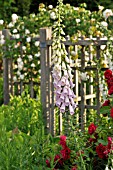 DIGITALIS PURPUREA  COMMON FOXGLOVE