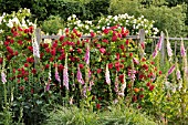 ROSA GRUSS AN HEIDELBERG  ROSE,  DIGITALIS PURPUREA