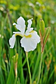 IRIS SIBIRICA WHITE SWIRL