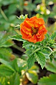 POTENTILLA WILLIAM ROLLISON  CINQUEFOIL