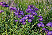 ERIGERON AND LAVANDULA