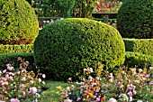 TAXUS BACCATA WITH SPHERICAL SHAPE IN A ROSE GARDEN  BRITZER GARTEN  BERLIN  GERMANY