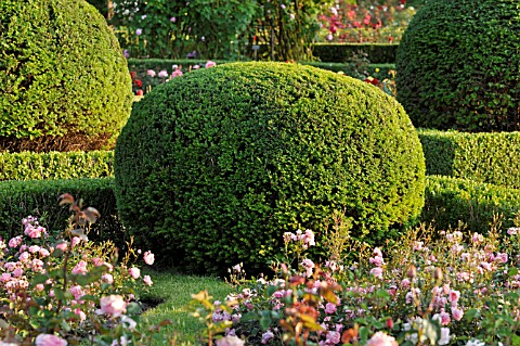 TAXUS_BACCATA_WITH_SPHERICAL_SHAPE_IN_A_ROSE_GARDEN__BRITZER_GARTEN__BERLIN__GERMANY