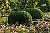 TAXUS BACCATA  COMMON YEW  WITH SPHERICAL SHAPE IN A ROSE GARDEN  BRITZER GARTEN  BERLIN  GERMANY