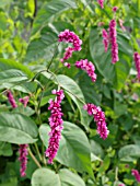 PERSICARIA ORIENTALIS