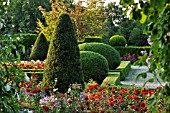 TAXUS BACCATA  COMMON YEW  WITH CONICAL AND SPHERICAL SHAPE IN A ROSE GARDEN  BRITZER GARTEN  BERLIN  GERMANY