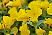 OENOTHERA FRUTICOSA SUBSP. GLAUCA  EVENING PRIMROSE