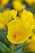 OENOTHERA FRUTICOSA SUBSP. GLAUCA  EVENING PRIMROSE