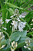 HOSTA SIEBOLDIANA ELEGANS