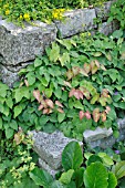 EPIMEDIUM X PERRALCHICUM FROHNLEITEN  BARRENWORT