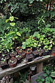 TABLE WITH SEEDLINGS IN POTS