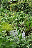 SMALL POND IN A LUSH GARDEN