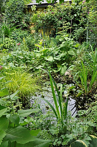 SMALL_POND_IN_A_LUSH_GARDEN