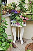 HELIOTROPIUM, FUCHSIA,  REHMANNIA ELATA  MANDEVILLA  ON AN OLD FLOWER TABLE