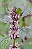 LEONURUS CARDIACA  MOTHERWORT