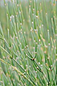 EPHEDRA MAJOR