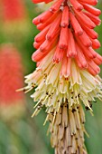 KNIPHOFIA ENSIFOLIA