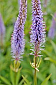 VERONICASTRUM VIRGINICUM