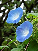 IPOMOEA TRICOLOR, MORNING GLORY