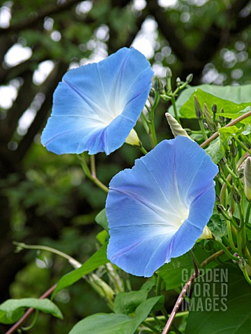 IPOMOEA_TRICOLOR_MORNING_GLORY