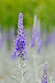 PSEUDOLYSIMACHION SPICATUM  SPIKED SPEEDWELL