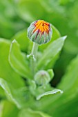 CALENDULA OFFICINALIS  POT MARIGOLD