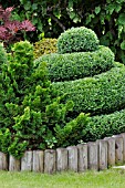 BUXUS SEMPERVIRENS SPIRAL SHAPE