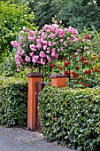 GARDEN ENTRANCE WITH CLIMBING ROSE