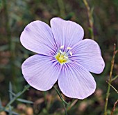 LINUM PERENNE, PERENNIAL FLAX