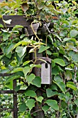 ACTINIDIA SPEC.  KIWI  WITH NEST BOX