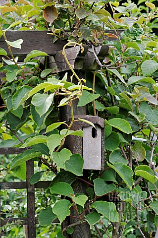 ACTINIDIA_SPEC__KIWI__WITH_NEST_BOX