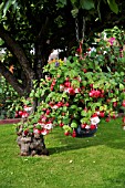 FUCHSIA  IN A HANGING BASKET