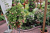 ALLOTMENT GARDEN WITH FUCHSIAS