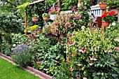 ALLOTMENT GARDEN WITH FUCHSIAS