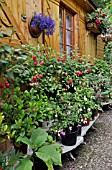 ETAGERE WITH FUCHSIAS BESIDES A GARDEN HOUSE