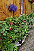 ETAGERE WITH FUCHSIAS BESIDES A GARDEN HOUSE